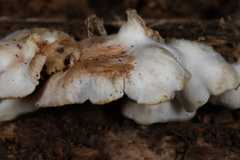 Entoloma depluens