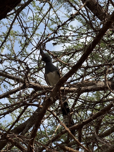 White-bellied Go-away-bird