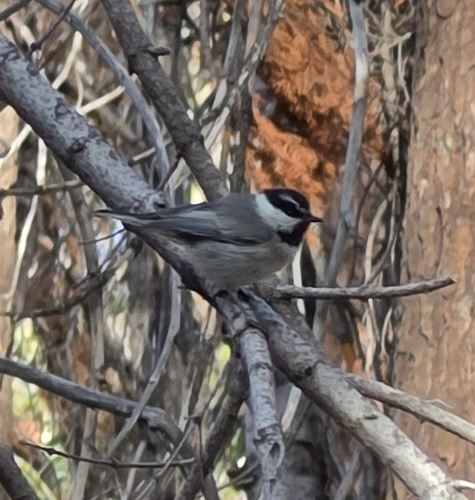 iNaturalist observation photo of Mountain Chickadee