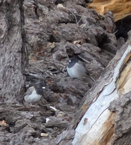 iNaturalist observation photo of Dark-eyed Junco