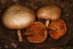 Gymnopilus lepidotus