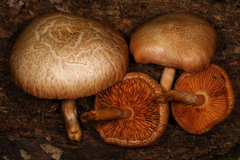 Gymnopilus lepidotus
