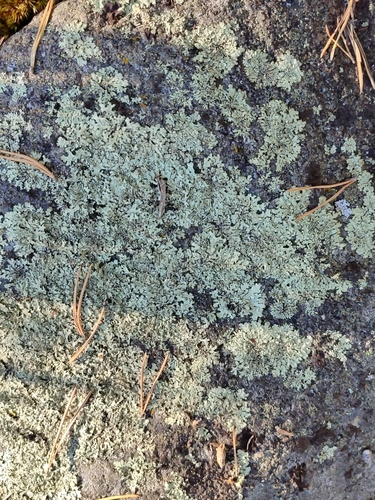 Shingled Rock Shield