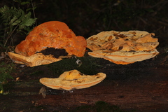 Aurantiporus croceus