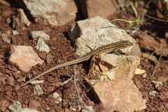 Psammodromus edwarsianus