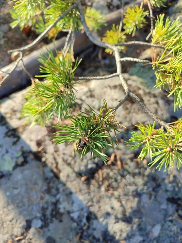 Scots pine