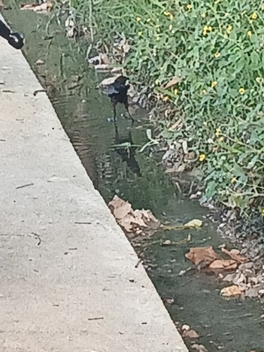 Great-tailed Grackle