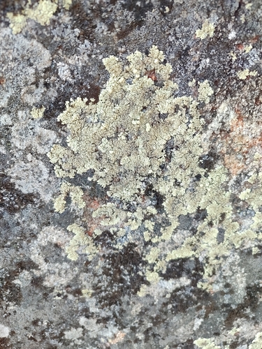 Finger Ring Lichen