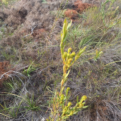 Aulax umbellata, photograph 5