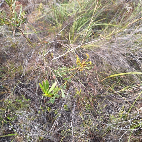 Aulax umbellata, photograph 6