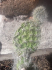 Opuntia senilis