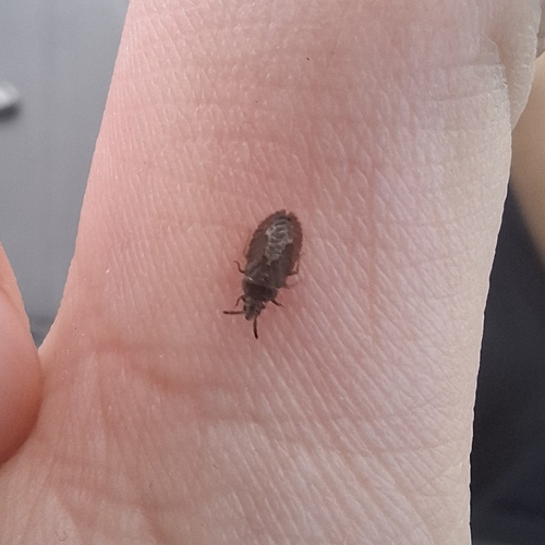 Aradus cinnamomeus