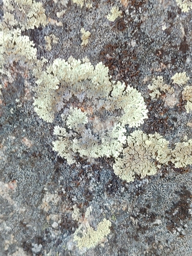Concentric Ring Lichen