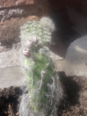 Opuntia senilis