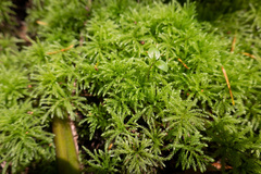 Leucolepis