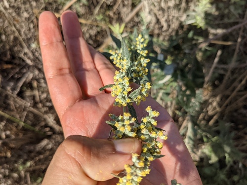 iNaturalist observation photo of California mugwort