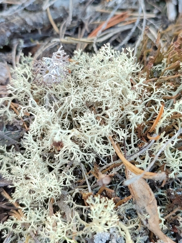 Green Reindeer Lichen