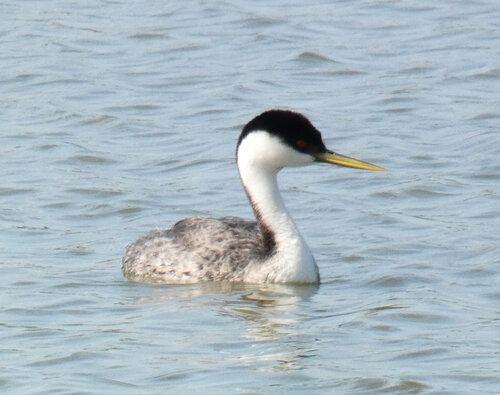 iNaturalist observation photo of Western Grebe