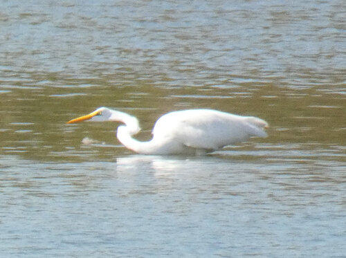 iNaturalist observation photo of Great Egret