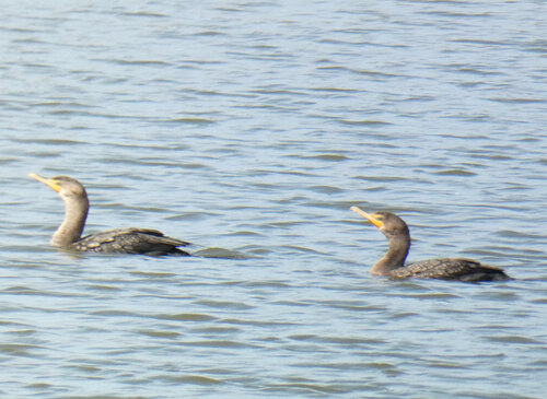 iNaturalist observation photo of Double-crested Cormorant