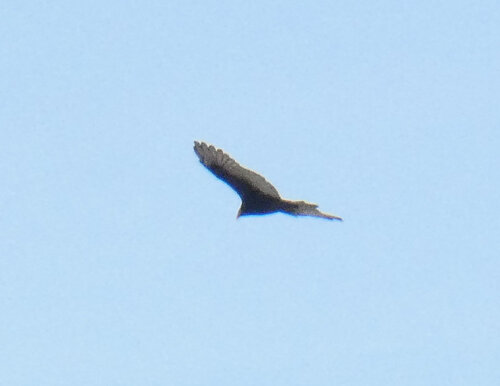 iNaturalist observation photo of Turkey Vulture