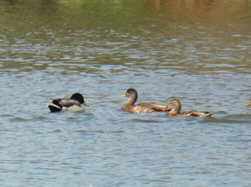 iNaturalist observation photo of Mallard