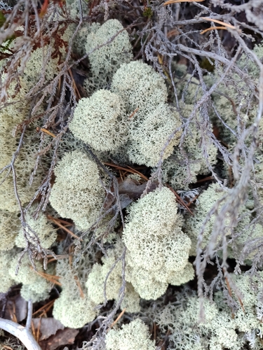 Star-tipped Reindeer Lichen