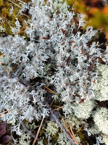 gray reindeer lichen
