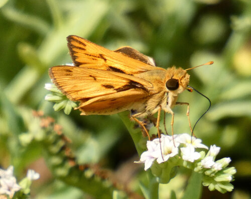iNaturalist observation photo of Fiery Skipper