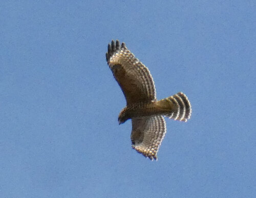 iNaturalist observation photo of Red-shouldered Hawk