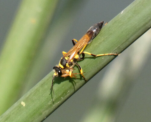 iNaturalist observation photo of Yellow-legged Mud-dauber Wasp