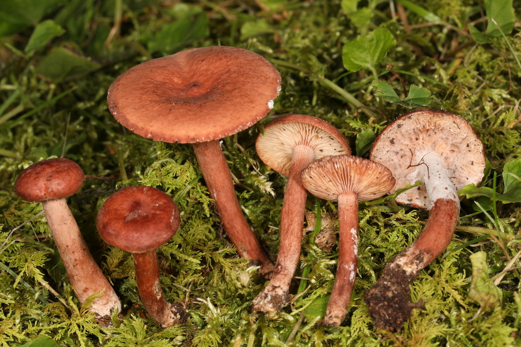 Peckiella camphorati