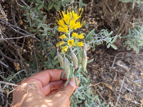 iNaturalist observation photo of Bladderpod