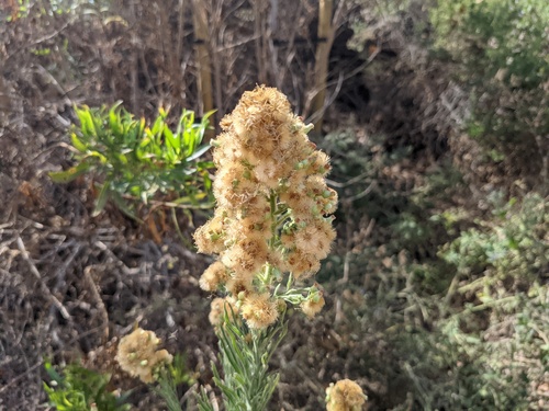 iNaturalist observation photo of fleabanes and horseweeds