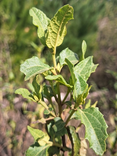 Podanthus mitiqui, photograph 6