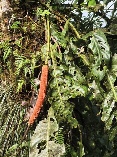 Anthurium upalaense