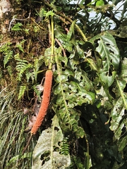 Anthurium upalaense