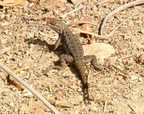 iNaturalist observation photo of Western Fence Lizard