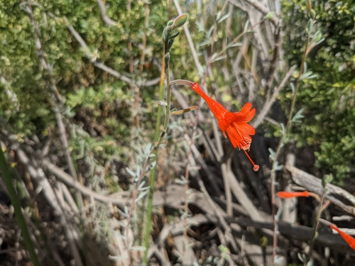 iNaturalist observation photo of California fuchsia