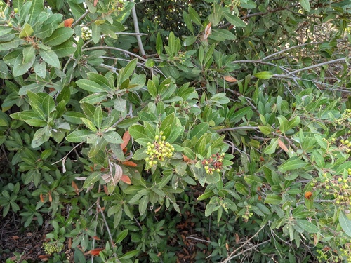 iNaturalist observation photo of Toyon