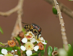 Stomorhina discolor
