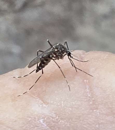 iNaturalist observation photo of Western Treehole Mosquito