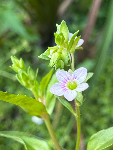 Veronica catenata, photograph 3