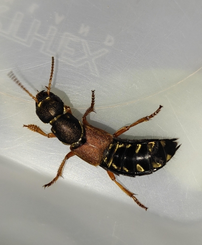 Staphylinus caesareus