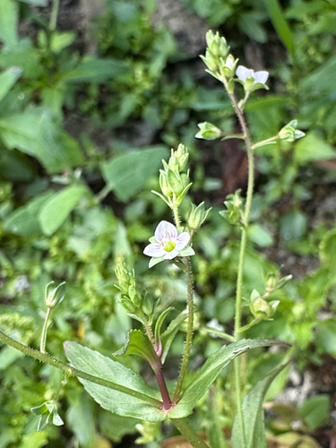 Veronica catenata, photograph 4