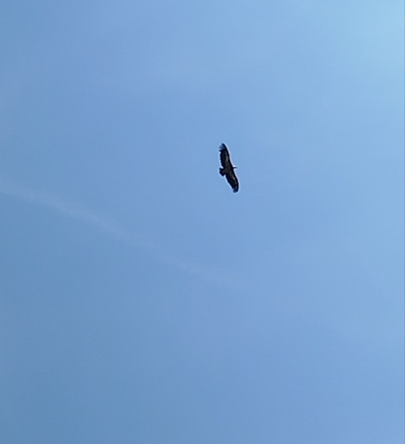 Eurasian Griffon