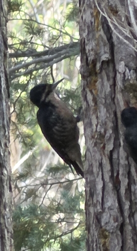 iNaturalist observation photo of Black-backed Woodpecker