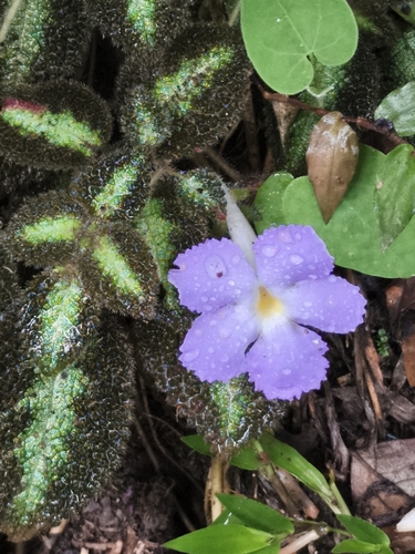 Episcia lilacina