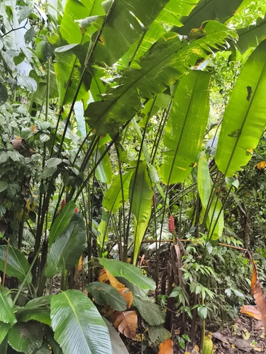 Heliconia imbricata, photograph 3