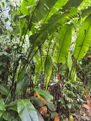 Heliconia imbricata, photograph (c) Martin Jung, some rights reserved (CC BY)